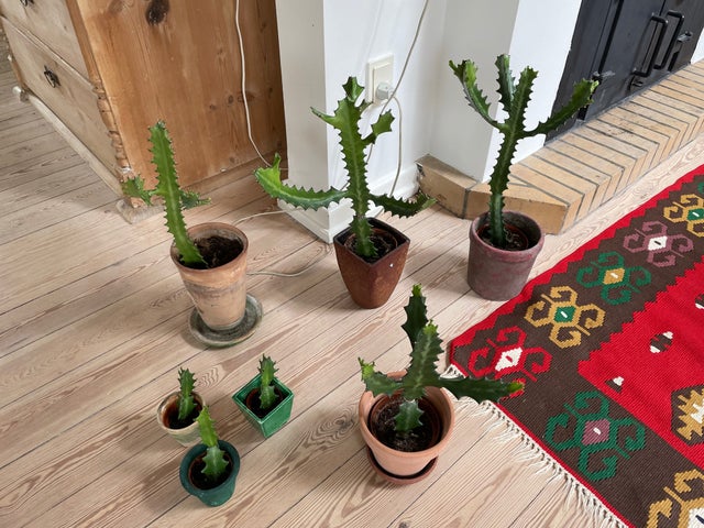 Kaktus, Euphorbia, Smukke planter i mange størrelser og med…