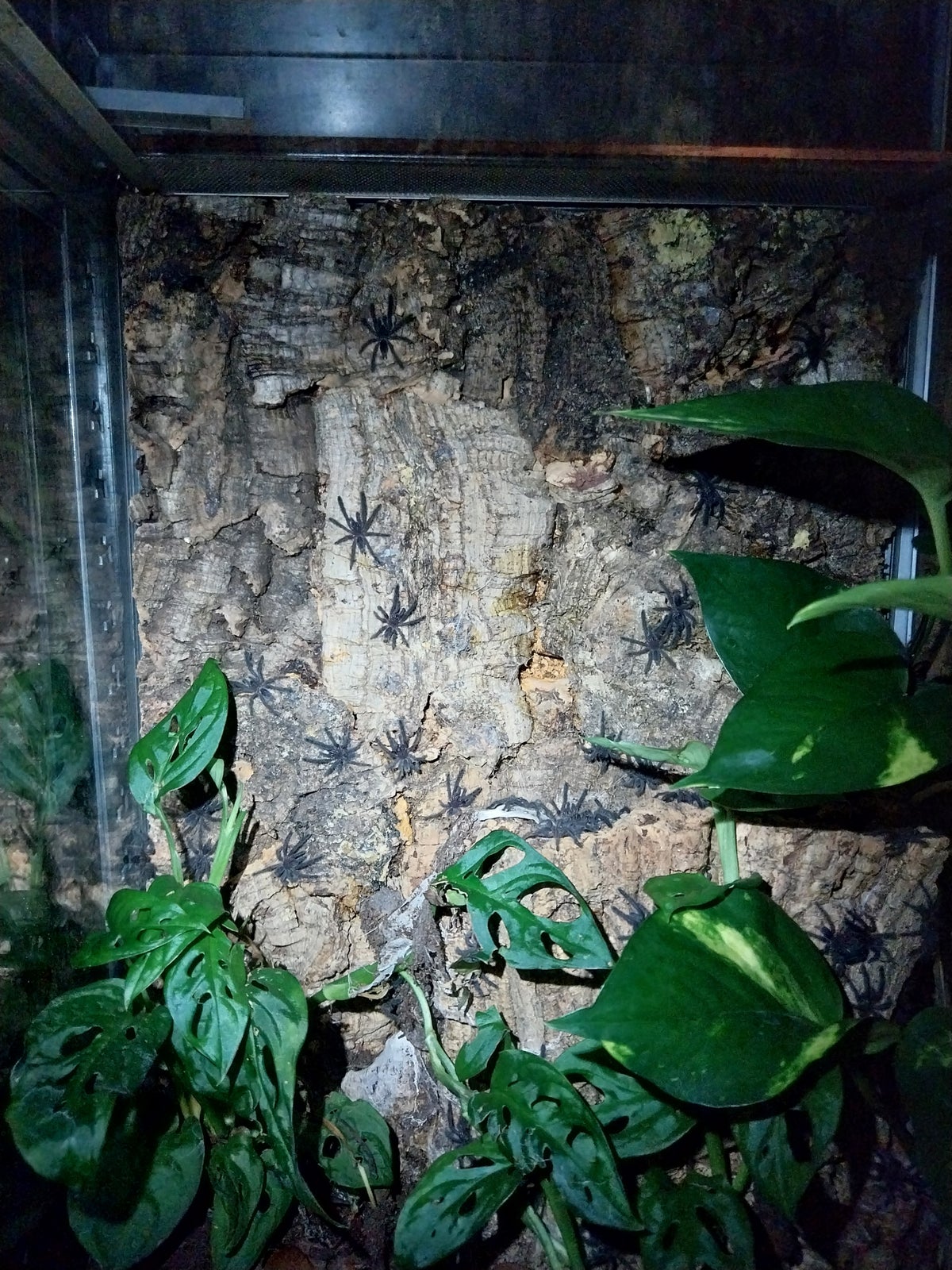 Edderkop, Omothymus violaceopes
