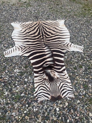 Udstoppede dyr, Zebraskind, Sælger nu dette lækre zebra skind fra sydafrika, da der skal nyt ind i m