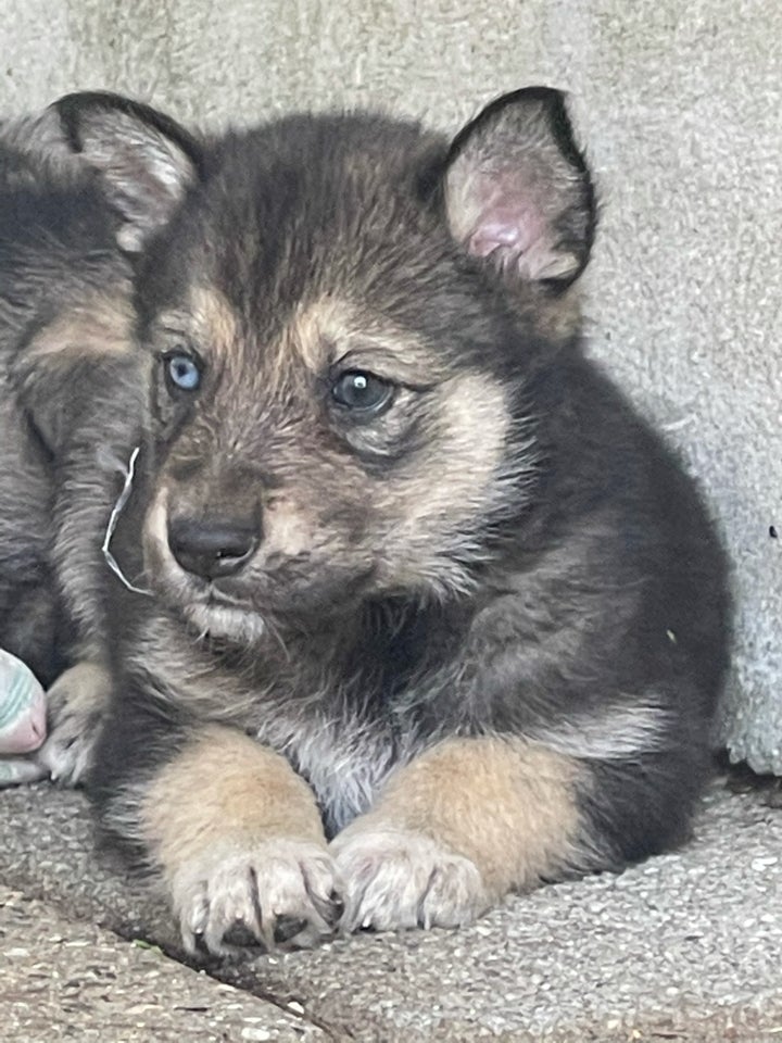 Schæfer/husky/ulvehund, hvalpe, 5 uger