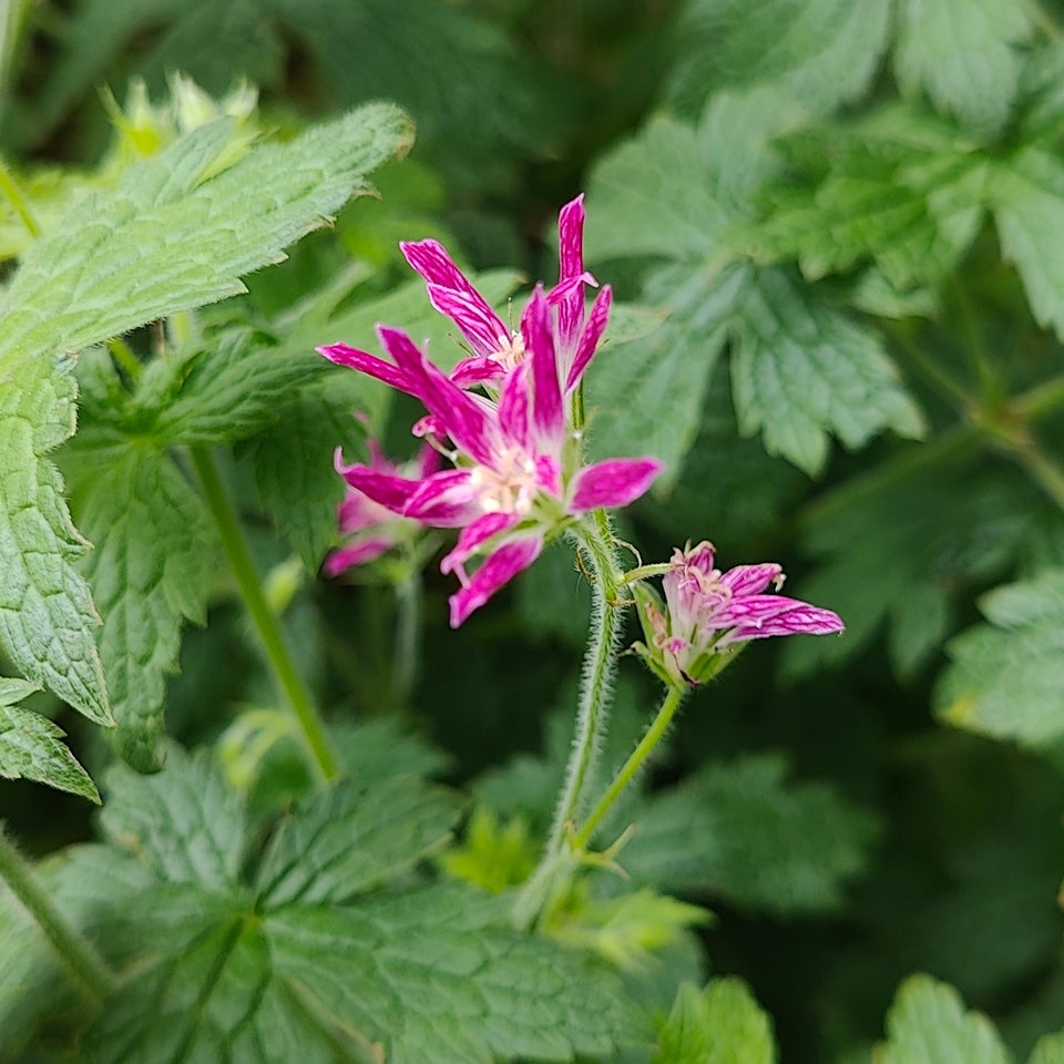 Stauder, 50 stk. Storkenæb. Geranium x oxonianum