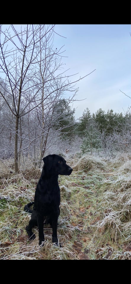 Labrador , hvalpe, 8 uger