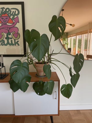 Stueplante, Monstera, Stor monstera plante i terracota potte med zink underskål