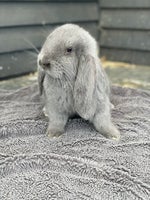 Kanin, Franskvædder , 0 år
