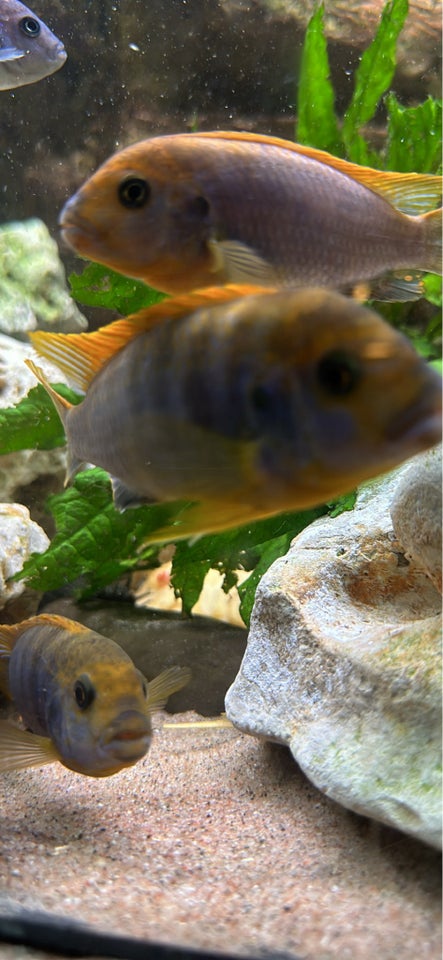 Labidochromis hongi, 10 stk.