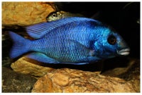 Malawi Placidochromis Gissel