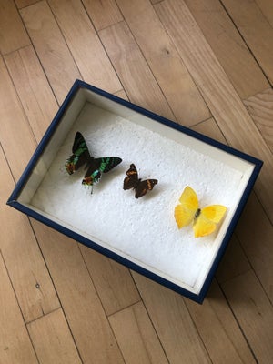 Udstoppede dyr, 3 sommerfugle, 3 udstoppede sommerfugle - i solid udstillingskasse med beslag til op