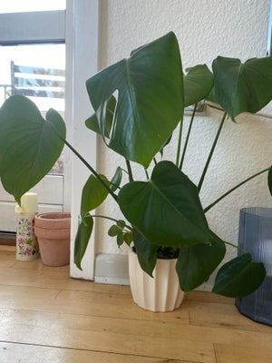Monstera, Healthy monstera
The pot is included

Can be picked up at Aarhus N
Only MobilePay