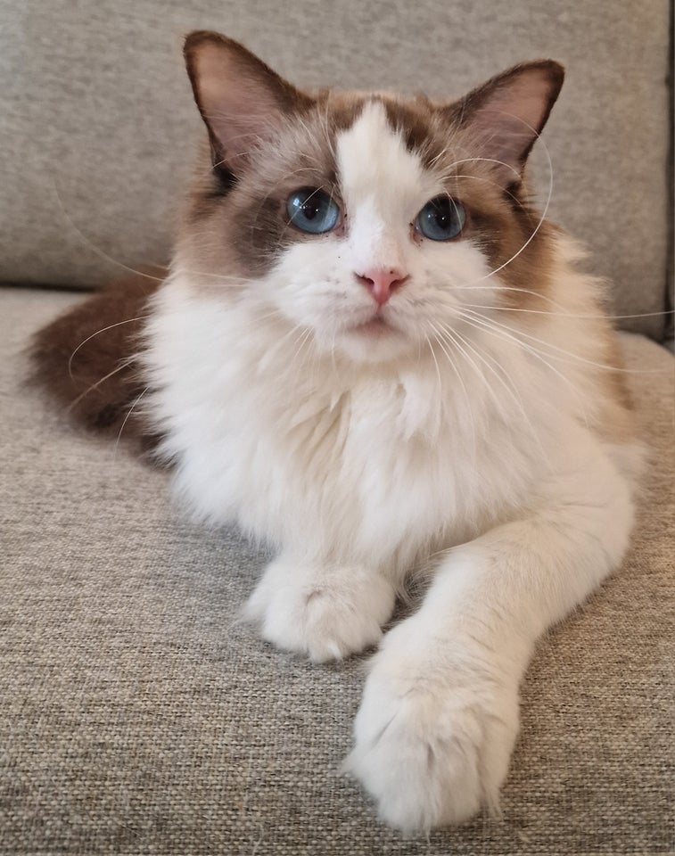 Ragdoll, hunkat, 12 mdr.