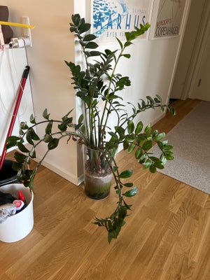 Stueplante, Stueplante incl vasen, den er ca en meter høj. 