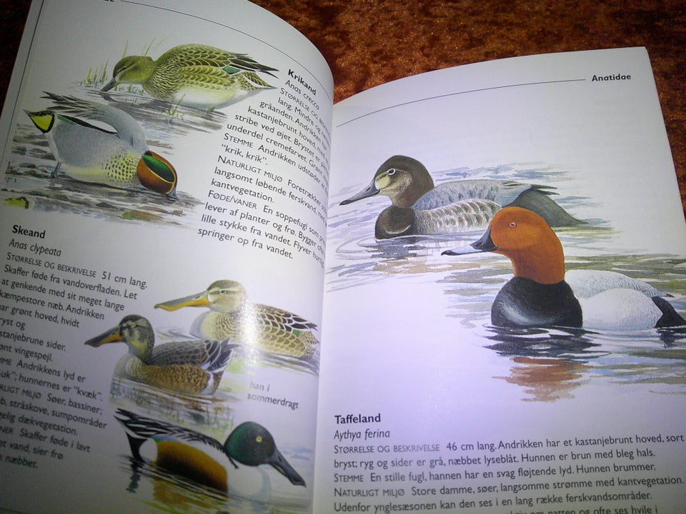 En guide til fugle, Nicholas Hammond, emne: dyr