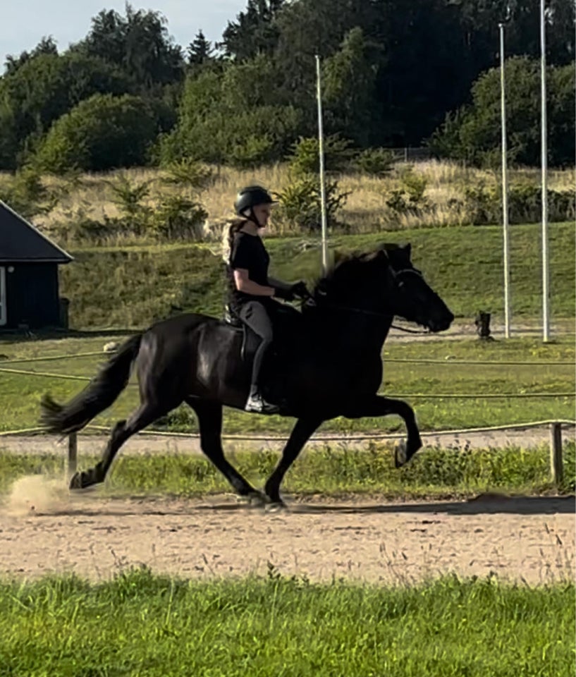 Islænder, hoppe, 10 år