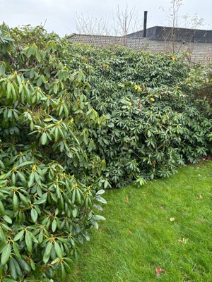 Busk, Rododendron, 2-3 meter høje rododendron planter Afhentes gratis. Der er en del planter og de e