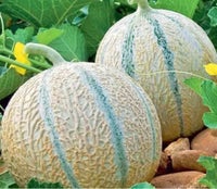 Melon - charentais - 10 frø