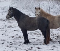 Connemara pony sælges - den ideelle børnepony