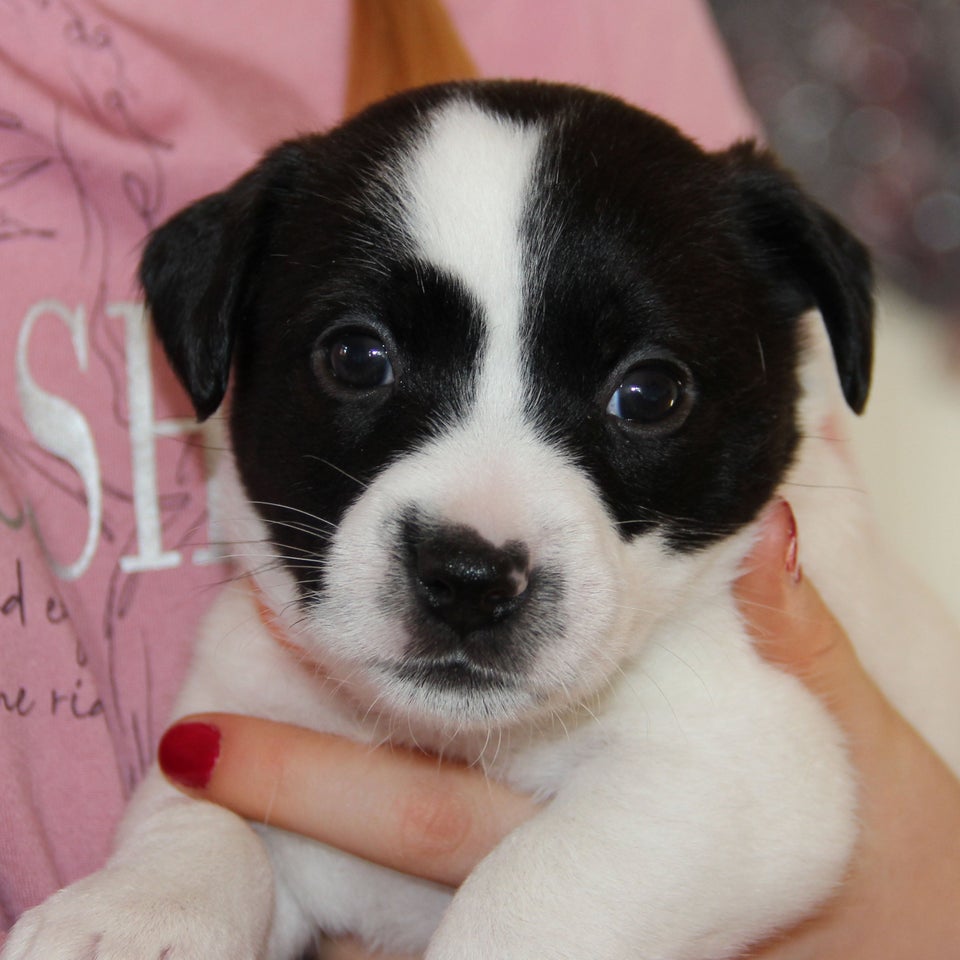 Jack Russell Terrier