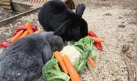 Kanin, 2 stk., hanner, fransk vædder