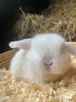 Kanin, Ægte Lille Minilop!, 0 år