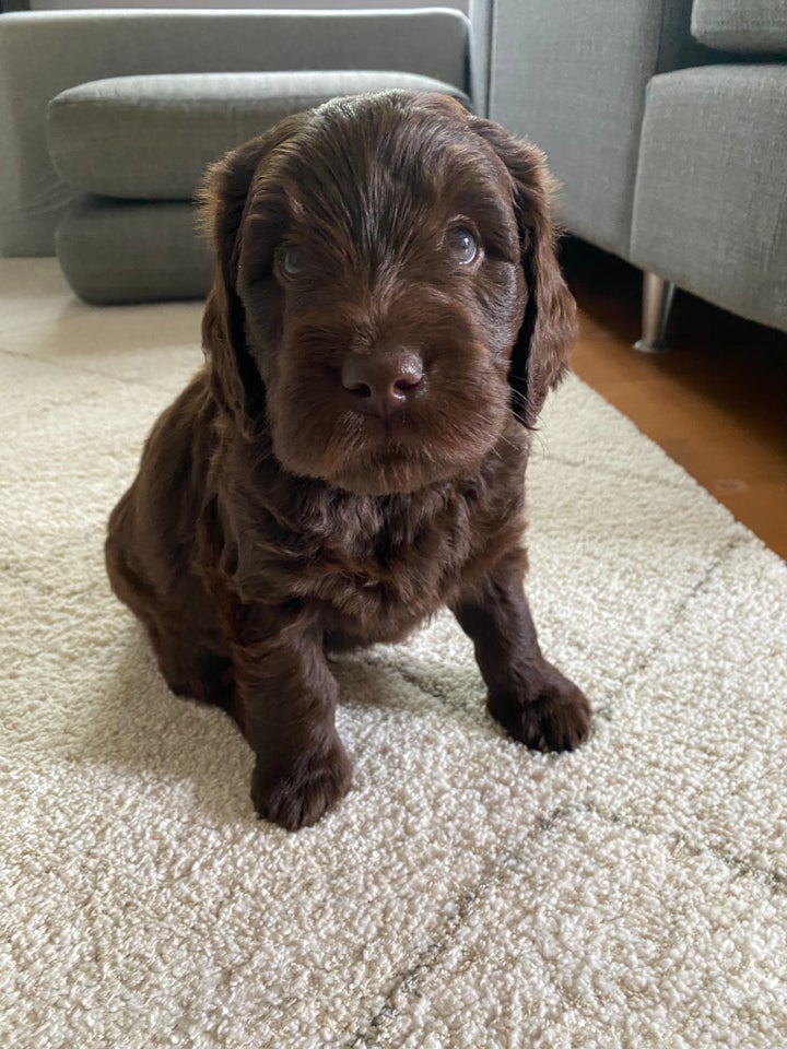 Labradoodle, hvalpe, 6 uger