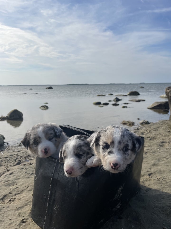 Australian Shepherd