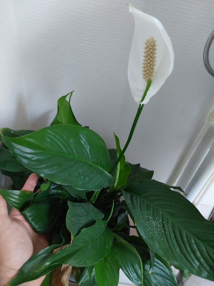 Andet, SPATHIPHYLLUM WASILLISSII