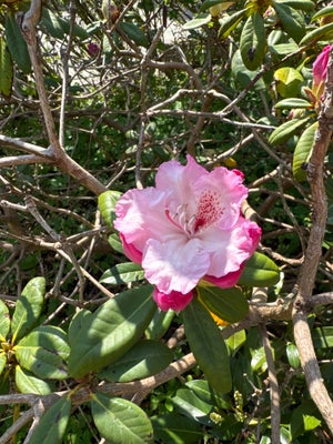 Rhododendron, Flot pink/lyserød/hvid rhododendron. 1,5-2 m i diameter.

Skal graves op ved afhentnin