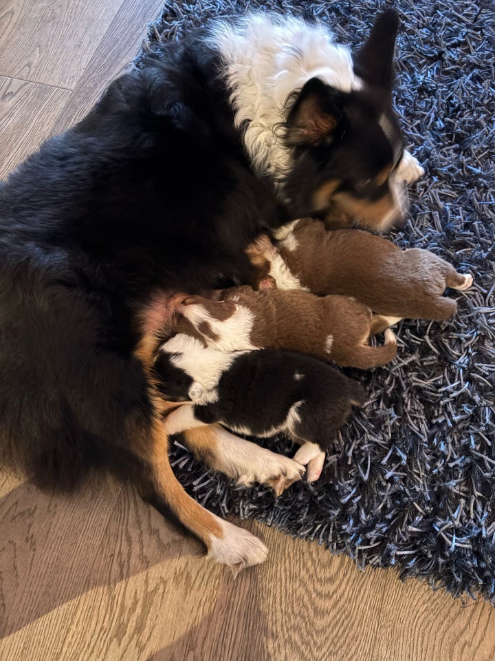 Australian Shepherd