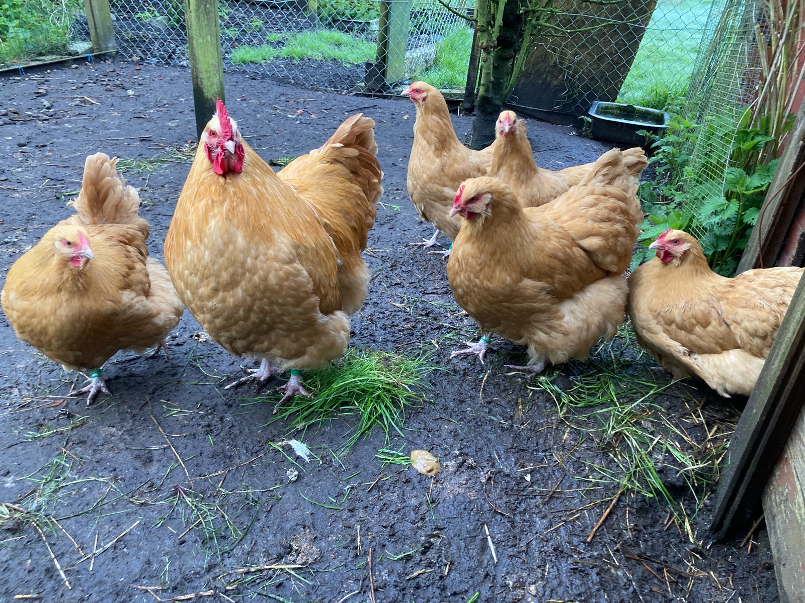 Kyllinger, 16 stk.