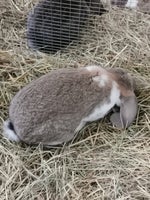 Kanin, Fransk vædder /hvidland, 2 år