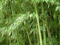 Bambus planteh, 2;5 M 4 M og 5 M. Pris 300kr-400kr-500kr