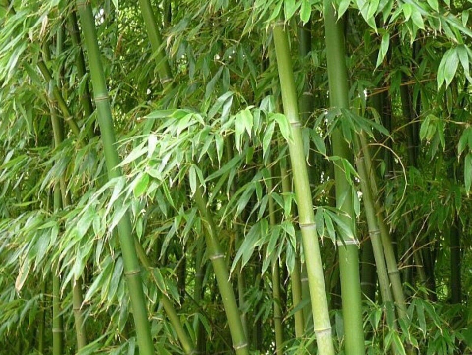 Bambus plante, M 4 M og 5 M. Pris 300kr-400kr-500kr – dba.dk – Køb og Salg af Nyt og Brugt