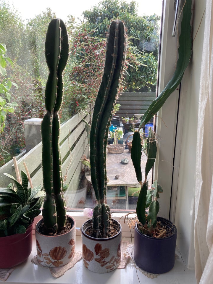 kaktus, forskellige slags