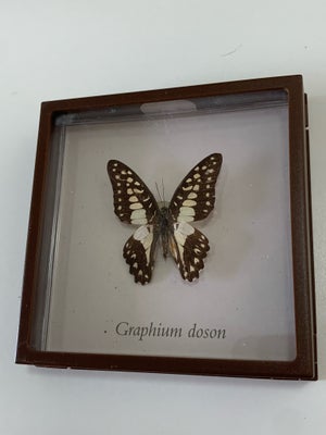 Udstoppede dyr, Sommerfugl i ramme, Flot sommerfugl i ramme ad arten Graphium doson. Rammen er: 12 x