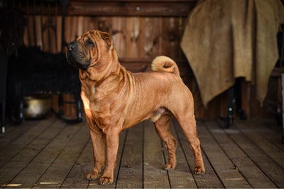 Shar pei, hund, 5 år, Shar Pei hanhund fra maj 2018 tilbydes til avl.

Flot harmonisk udseende og go