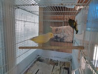 Kanariefugl, Kanariefugle, 1 år