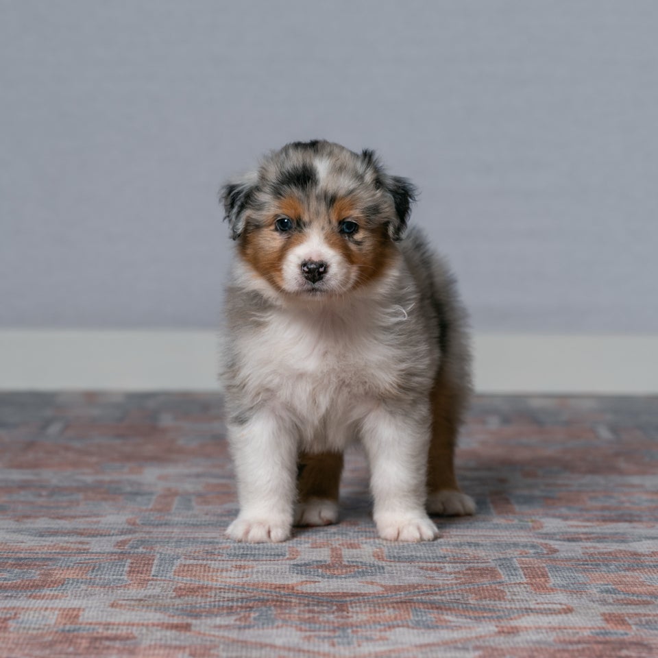 Australian Shepherd