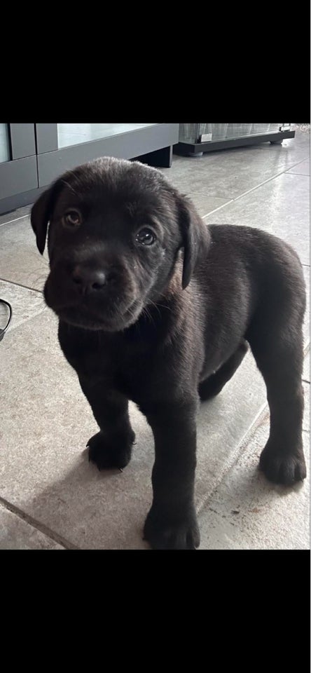 Labrador , hvalpe, 5 uger