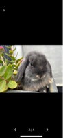 Kanin, HASTER Gurli søger selskab af andre kaniner, 0 år