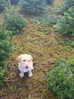 Labrador, hanhund, 12 uger