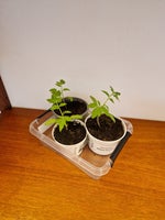 Tomat plante, San Marzano