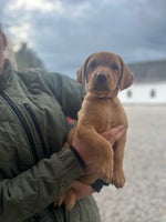 Labrador Retriever, hvalpe, 7 uger