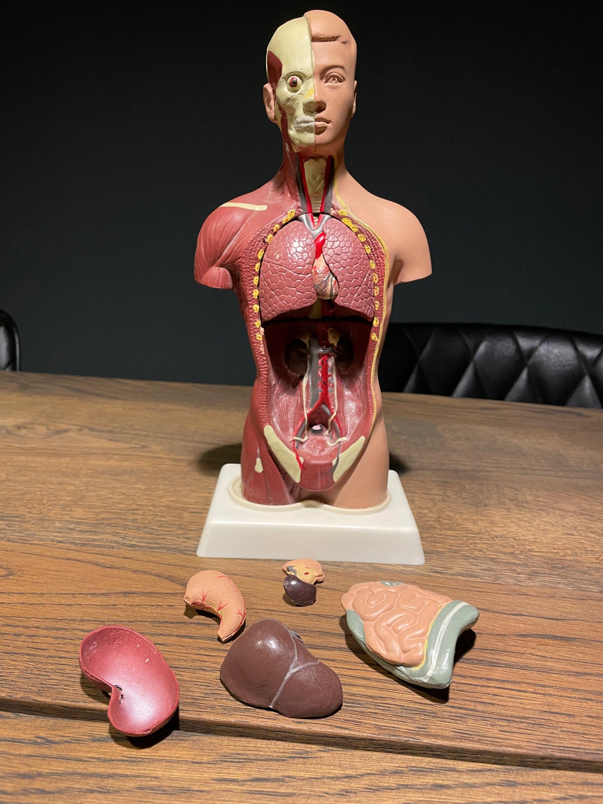 Anatomisk figur med organer , Andet