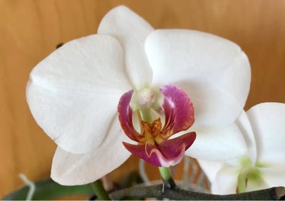 Orcide, Orcide, 7 Orkide
Smukke smukke blomster
Orcide,
Orkidé

Sælges kun samlet

Nypris: 90 - 160 