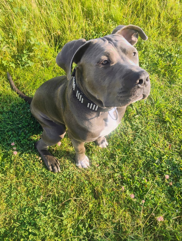 Canecorsa / staff, hund, 10 mdr.