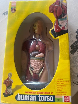 Anatomi sæt / Human torso, Ukendt, Anatomisæt, helt intakt og velholdt som nyt. 27 cm i original kas
