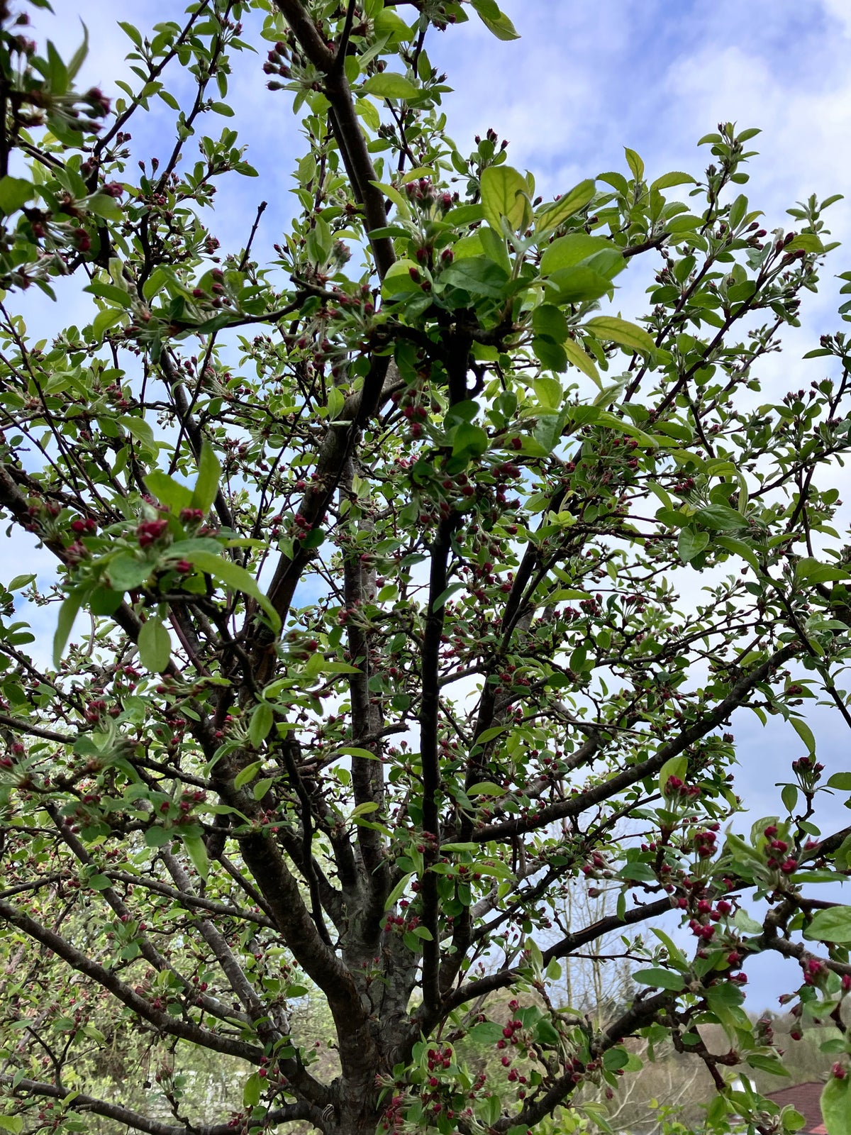Træ, Japansk kirsebær