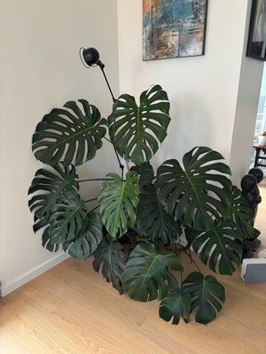 Kæmpe Monstera, Kæmpe Monstera, cirka 140cm høj og cirka 140 com bred. I selvvandingspotte.