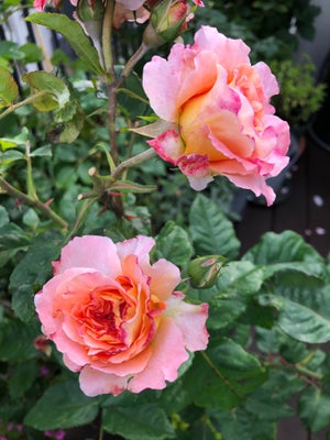 Rose, Dette er prisvinderen Rose “Augusta Luise” med stærke dufte fra “Rosen Tantau”. En meget sund 