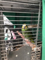 Papegøje søger nyt hjem