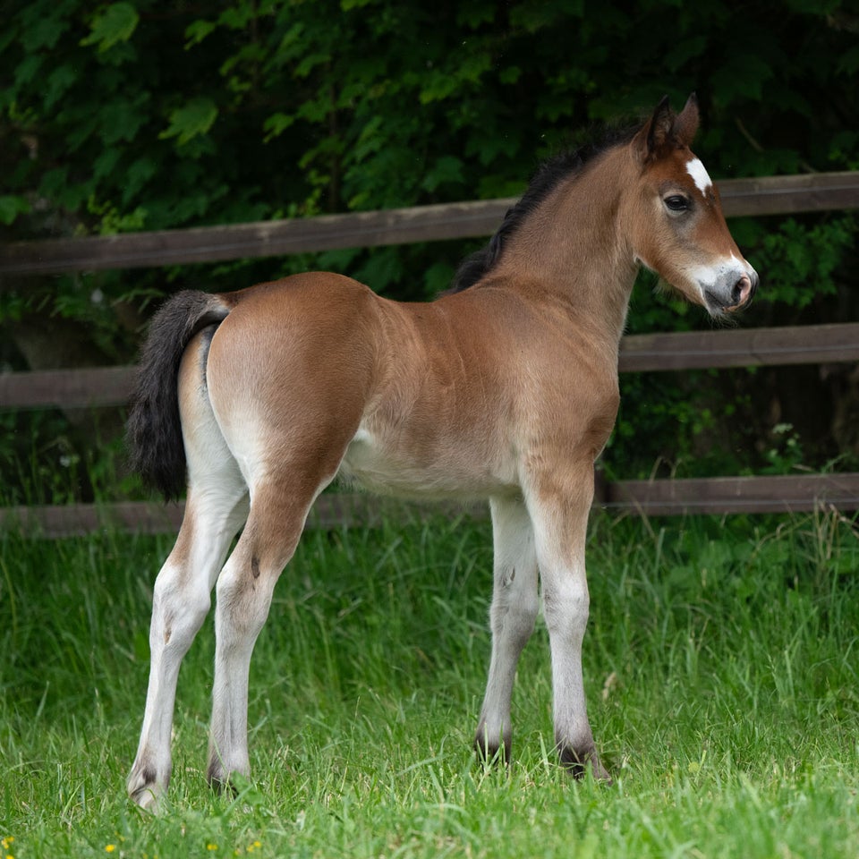 Welsh Cob, hingst, 0 år